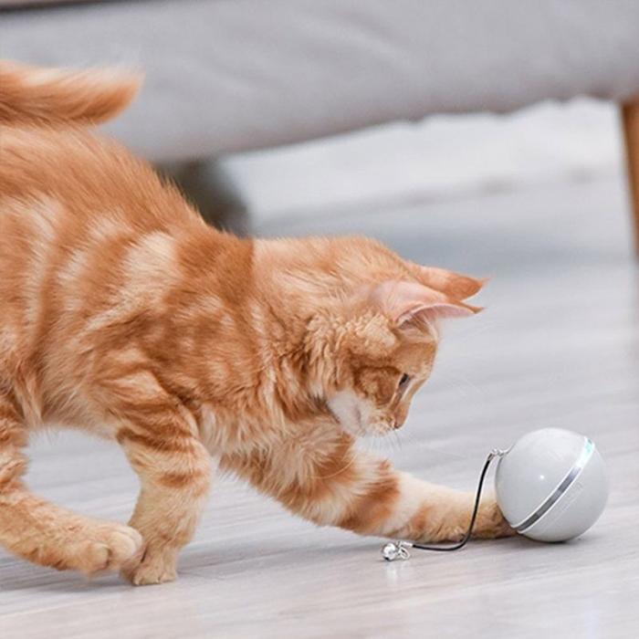 CatToy, ένα παιχνίδι για γάτες που αναπηδά και κουνάει το φτερό - Image 3