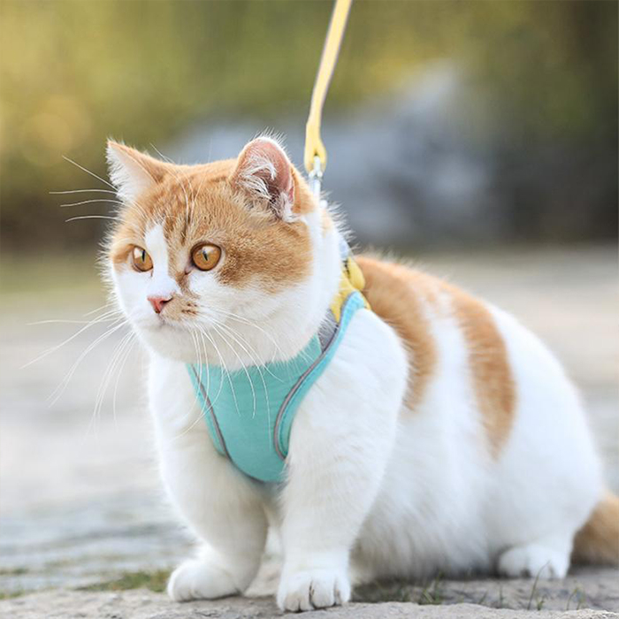 CatVest, γιλέκο με λουρί για γάτες - Image 6