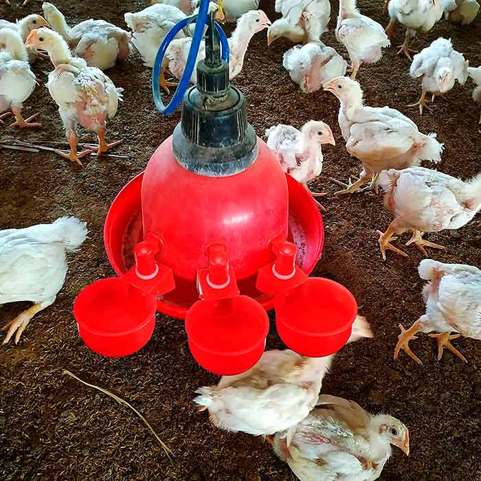 ChickenBowl, ποτίστρα για κότες και άλλα πουλερικά (6 τεμάχια) - Image 6