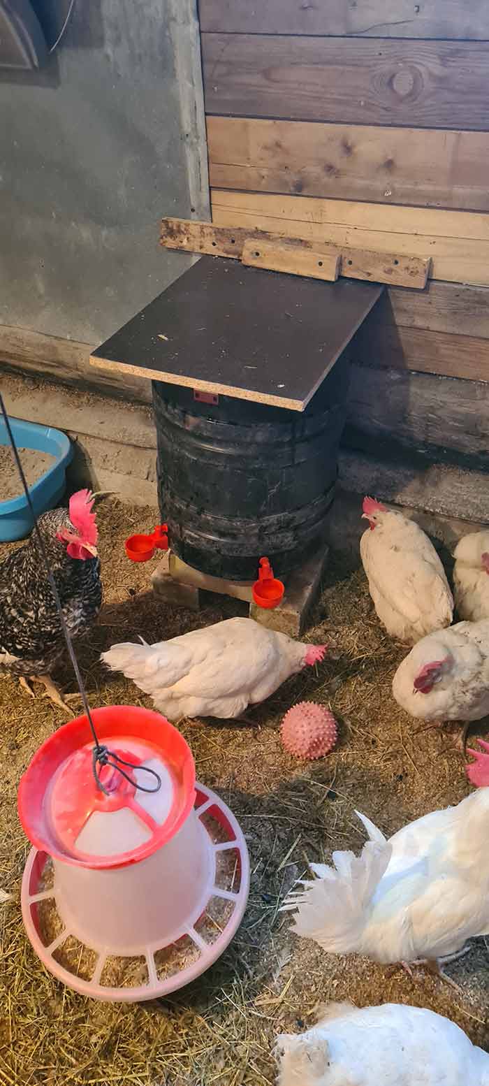 ChickenBowl, ποτίστρα για κότες και άλλα πουλερικά (6 τεμάχια) - Image 10