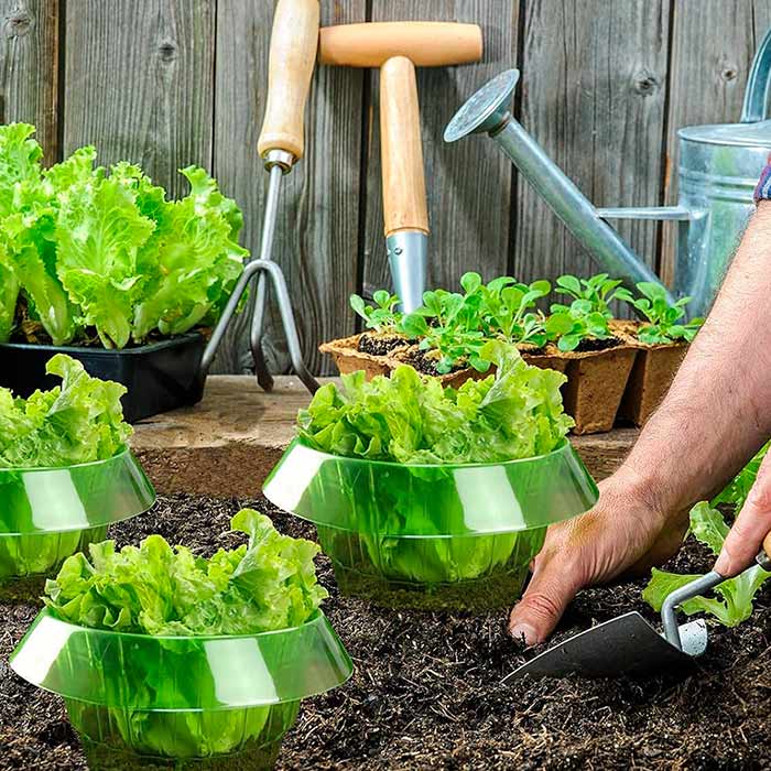 LettuceProtect, προστασία για μαρούλια και άλλες καλλιέργειες (10 τεμάχια) - Image 6