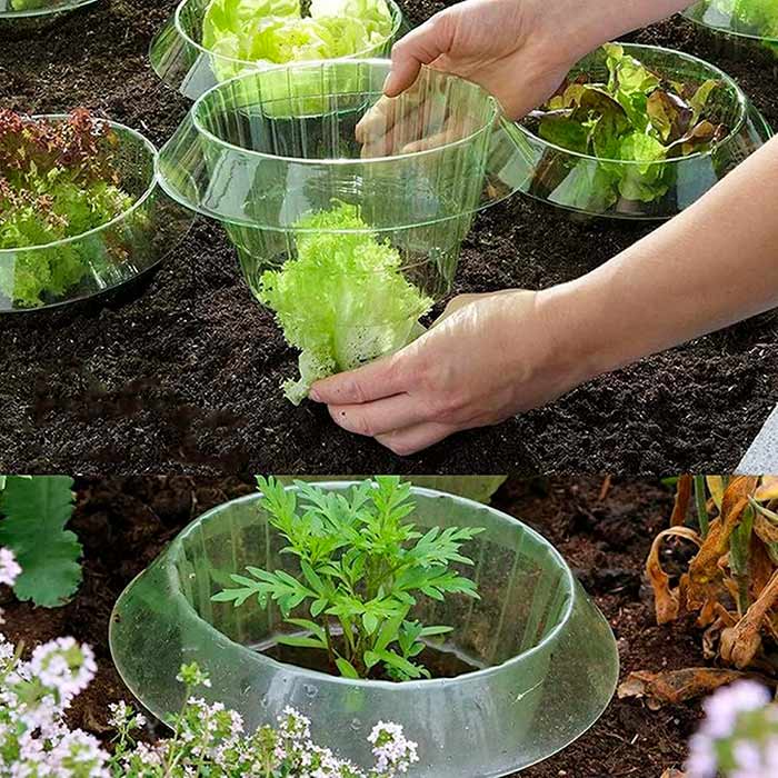 LettuceProtect, προστασία για μαρούλια και άλλες καλλιέργειες (10 τεμάχια) - Image 9