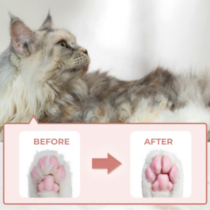 PAWTREAMER - Image 4