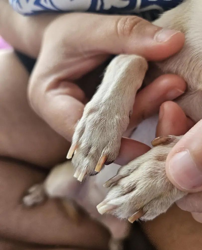 PawGloTrim, νυχοκόπτης με φωτισμό LED - Image 10