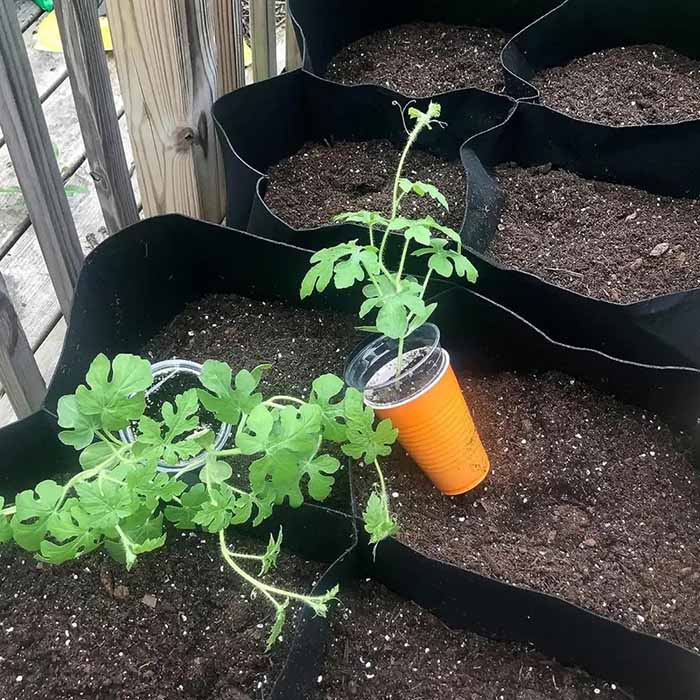 Pocket4Garden, φορητός κήπος με 4 ξεχωριστά διαμερίσματα - Image 6