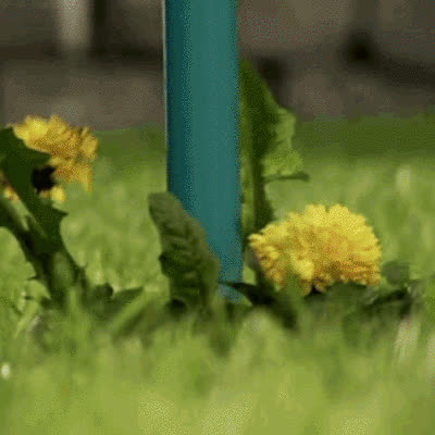 ROOTPULL - video