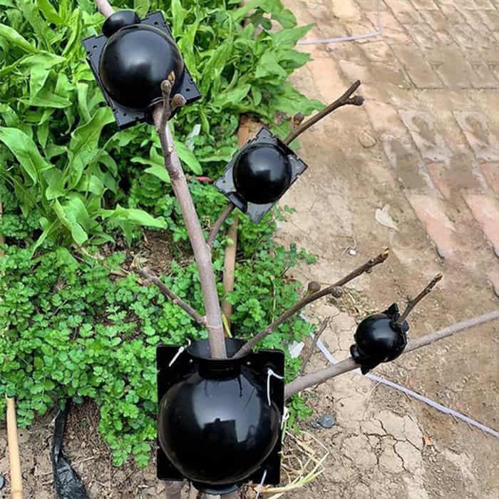 RootBall, ένα εργαλείο για επιτυχημένη αναπαραγωγή φυτών (2 τεμ.) - Image 2