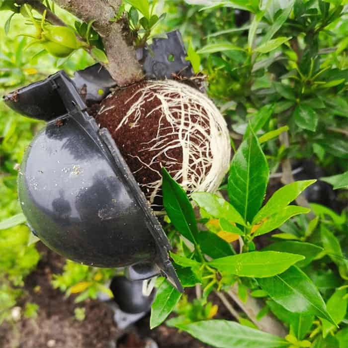 RootBall, ένα εργαλείο για επιτυχημένη αναπαραγωγή φυτών (2 τεμ.) - Image 7
