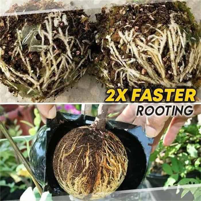 RootBall, ένα εργαλείο για επιτυχημένη αναπαραγωγή φυτών (2 τεμ.) - Image 8