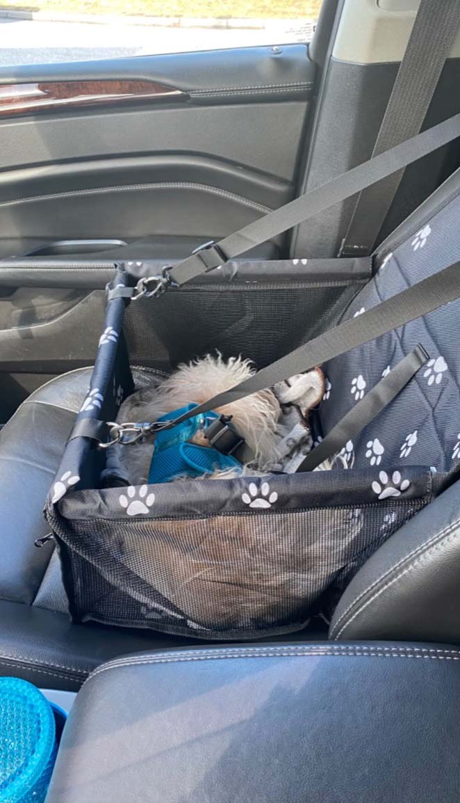 Seat4Dog, το κάθισμα αυτοκινήτου για κατοικίδια - Image 10