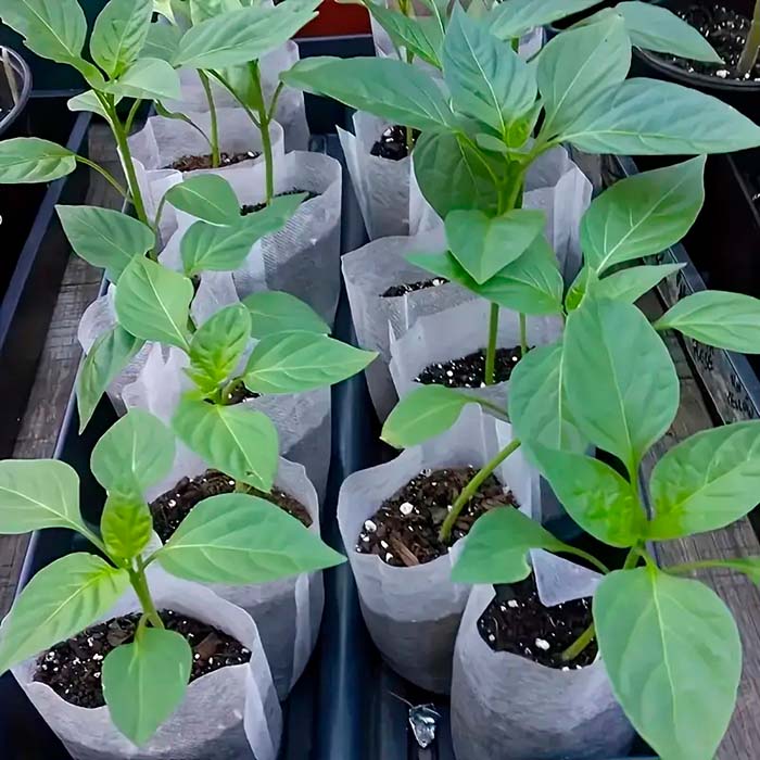 SeedBags, βιοδιασπώμενες τσάντες για φύτευση και ανάπτυξη φυτών (100 τεμάχια) - Image 3