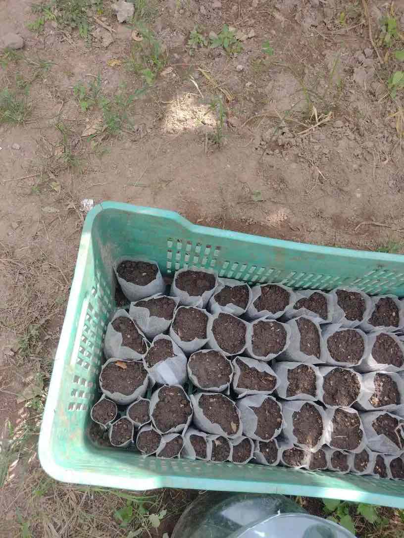 SeedBags, βιοδιασπώμενες τσάντες για φύτευση και ανάπτυξη φυτών (100 τεμάχια) - Image 10