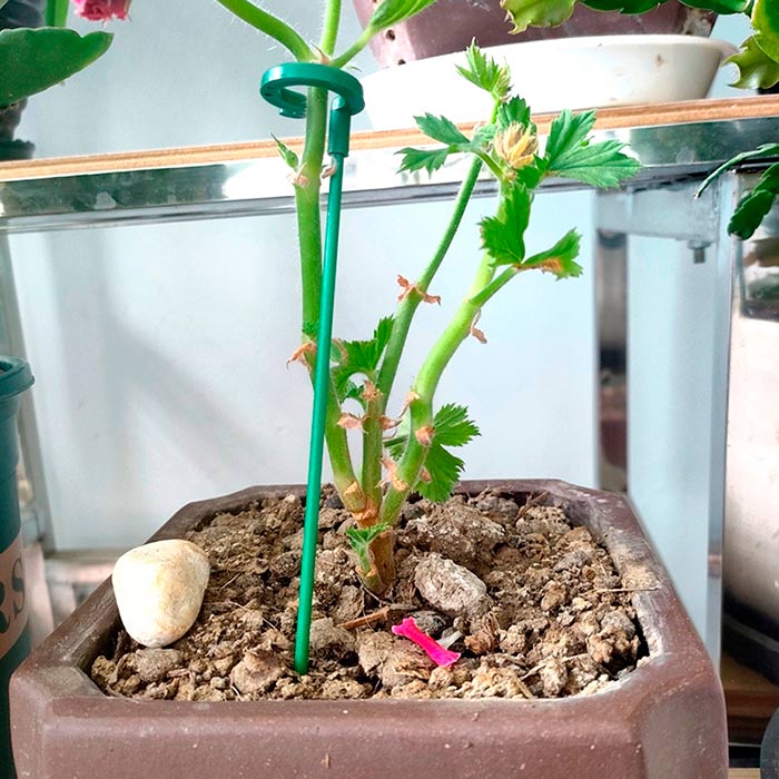 SupportPlant, υποστήριξη φυτών (10+10 ΔΩΡΕΑΝ) - Image 2