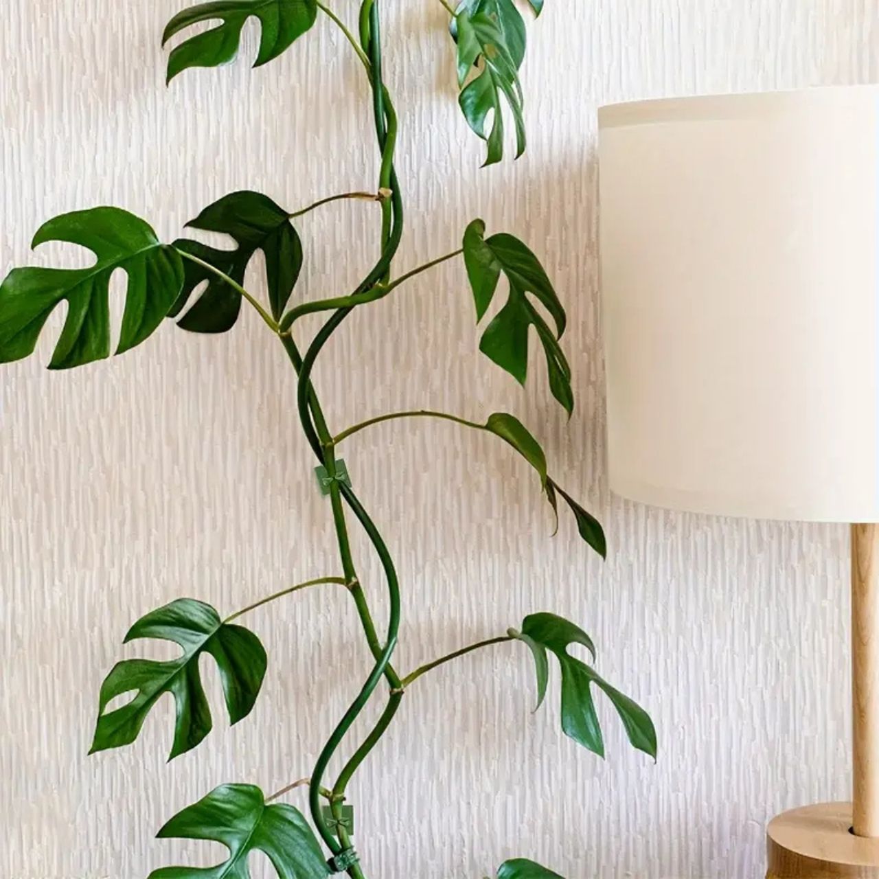 Vines, αυτοκόλλητοι υποστηρικτές φυτών και αναρριχητικών (100 κομμάτια) - Image 8